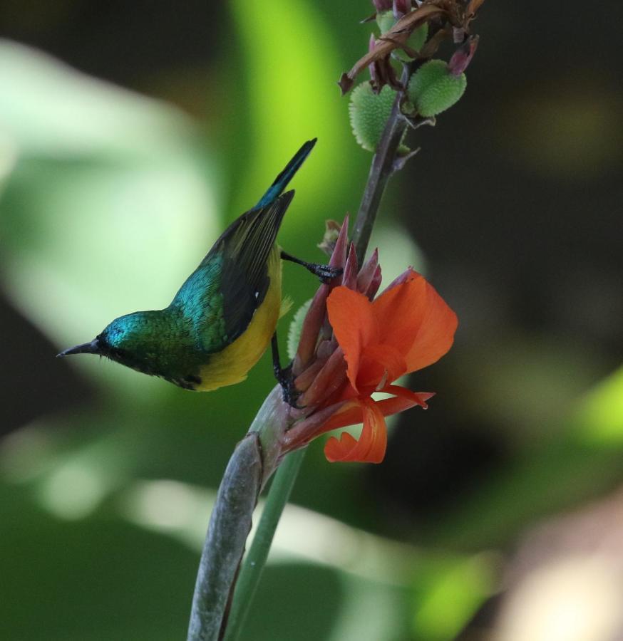 Sunbirds Chobe Hotel Kasane Exterior photo