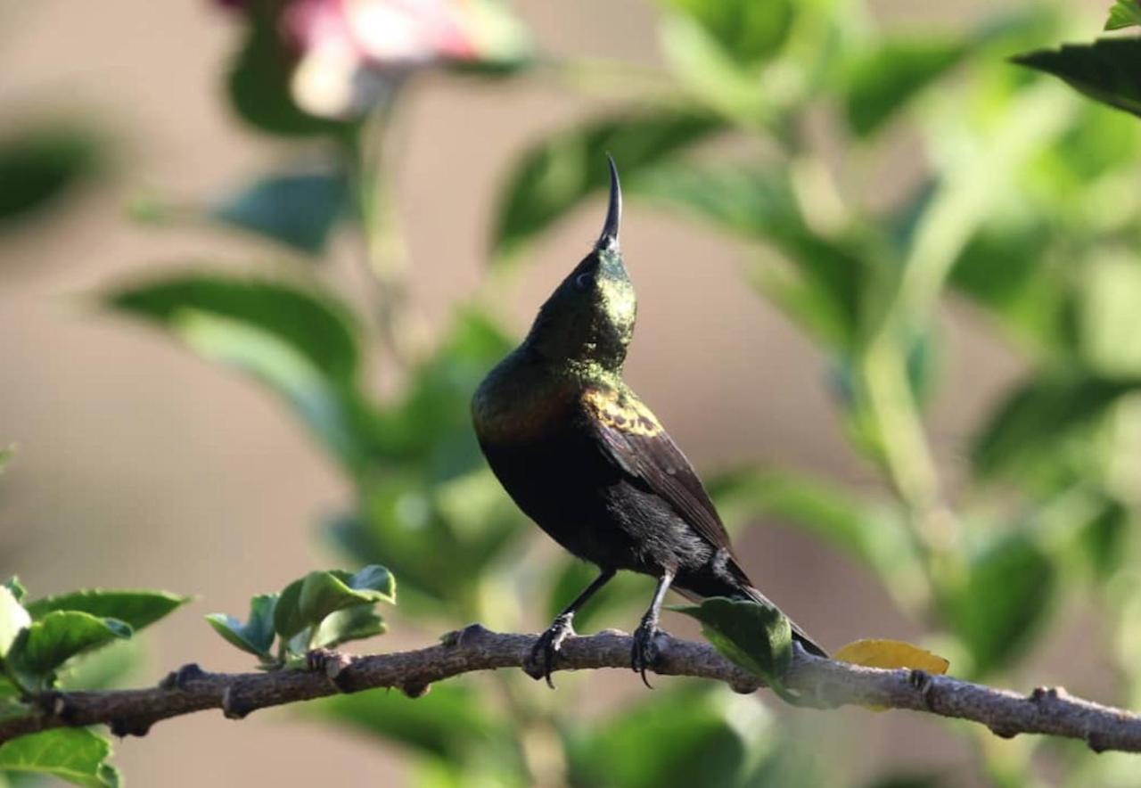 Sunbirds Chobe Hotel Kasane Exterior photo